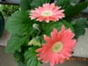 Gerber Daisy